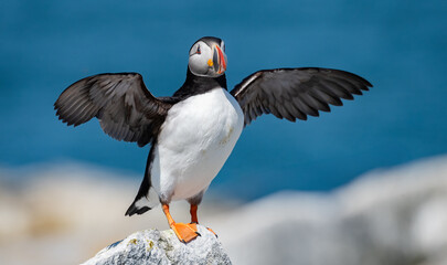 Atlantic puffin off the coast of Maine