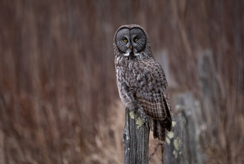 Great gray owl in New York