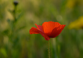 Vibrant red poppy stands tall amidst a lush green field during a sunny day