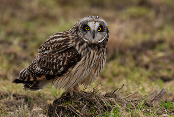 Short eared owl in New York