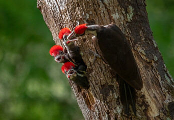 Pileated woodpecker in a nest 