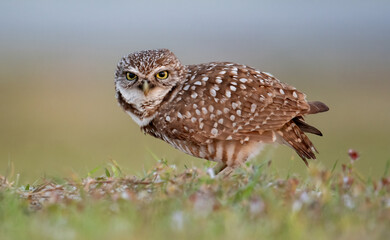 A burrowing owl in Florida 