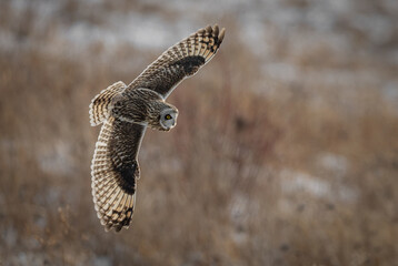 Short eared owl in New York