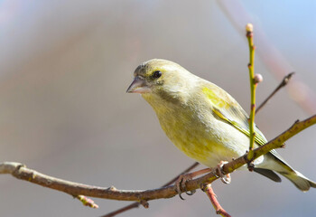 European greenfinch, male perched on a branch without leaves, Carduelis chloris
