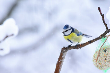 Blue tit winter feeding on fat ball. Eurasian Blue Tit, Cyanistes caeruleus, Feeding with Fat Ball Net Feeder in Winter. 