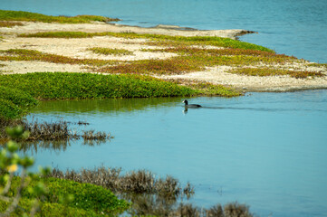 'Alae ke'oke'o (Hawaiian Coot) are endemic to Hawai'i. Kawaiʻele Waterbird Sanctuary is a man made wetland, created and preserved to provide a healthy habitat for endangered Hawaiian waterbirds.