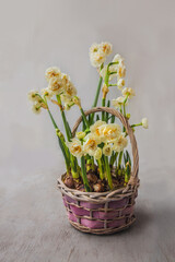 Double daffodils (narcissus) 