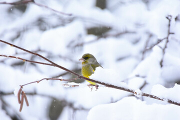 European Greenfinch, Male Perched on a Snow Covered Tree Branch. Carduelis Chloris, Winter Time Landscape. Romania, Europe