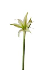 Hippeastrum (amaryllis) 