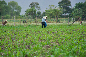 Siembra de Maiz - agriculture