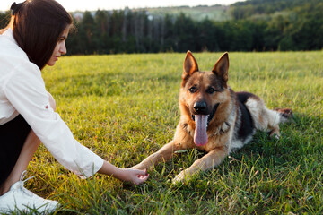 Young woman crouches down to pet her german shepherd dog, which is lying on the grass in a field,...