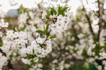 Blooming white flowers adorn a tree branch in a spring orchard, creating a stunning and tranquil natural scene, complemented by a softly blurred background that enhances the beauty