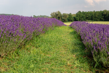 Winding grassy path meanders through vibrant rows of blooming lavender, showcasing a picturesque...