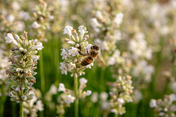 Close-up of a honey bee collecting pollen from delicate white lavender flowers, showcasing the essential role of bees in pollination and the beauty of nature