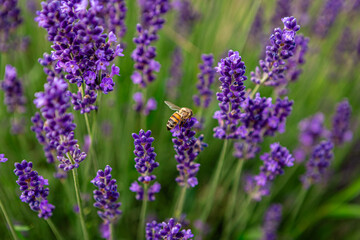Honey bee flying among vibrant purple lavender flowers, pollinating each bloom in a sunlit field, creating a picturesque and serene natural scene full of life and beauty