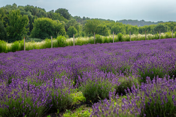 Fototapeta premium Rows of vibrant lavender plants create a picturesque landscape, their purple blossoms stretching towards a cloudy sky, with a backdrop of lush green trees and vegetation adding depth to the scene