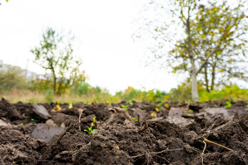 Soil preparation for planting in a rural garden in autumn