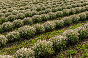 Rows of white thyme growing on a farm or plantation, creating a pattern with the ground and grass between them, ready for harvest and use in culinary or medicinal applications