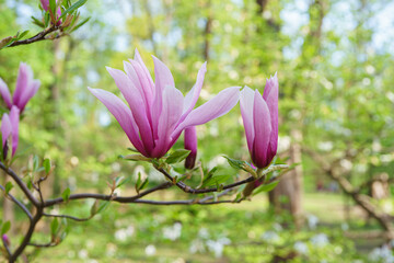 Fototapeta premium Blooming tree branch with pink Magnolia soulangeana Galaxy flower close up in park or garden on green background with copy space. Nature, floral, gardening, plant breeding.