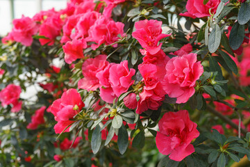 Blooming pink japan Azalea Ericaceae bush, Rosinetta, rhododendron flower background. Evergreen...
