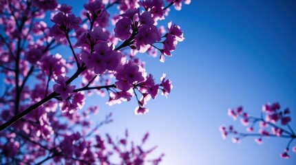 Beautiful Cherry Blossoms in Full Bloom Against a Clear Blue Sky