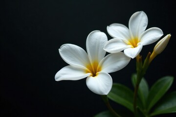 Obraz premium Stunning white floral display, intense black contrast , white, light