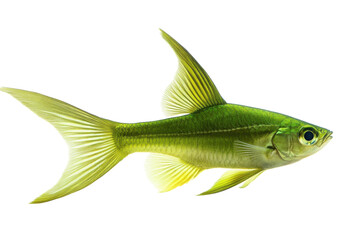 Vibrant green fish swimming gracefully in clear water showcasing its sleek body and delicate fins