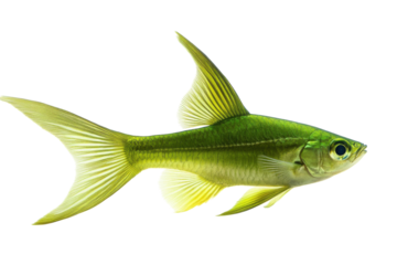 Vibrant green fish swimming gracefully in clear water showcasing its sleek body and delicate fins
