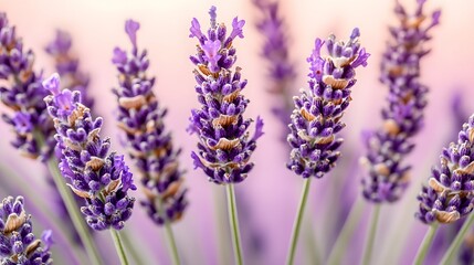 Naklejka premium Close-up Vibrant Lavender Flowers Blooming in Field