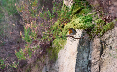 Robin observing strangers passing by