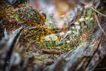 Little Fungi Family In Colorful Enviroment