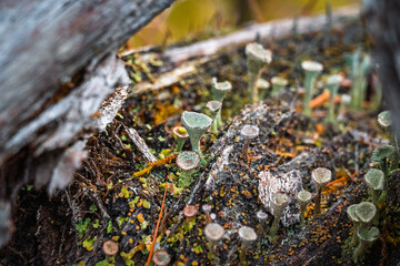 Many Little Fungis In Tree Trunk