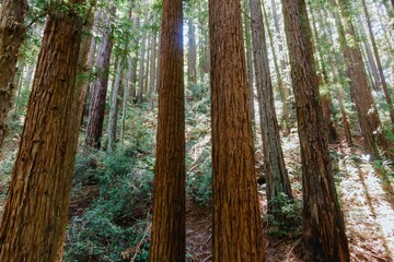 Sunlight filters through towering redwood trees in a lush forest. The image captures the serene beauty and scale of these ancient giants. Reinhardt Redwood Regional Park, Oakland, California, USA