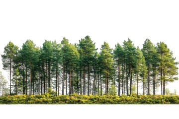 Vibrant green pine trees stand tall on a natural landscape under clear skies in a serene setting