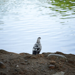 Pigeons on the edge of the lake. Dove.