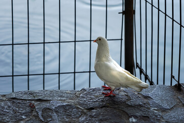 Pigeons on the edge of the lake. Dove.