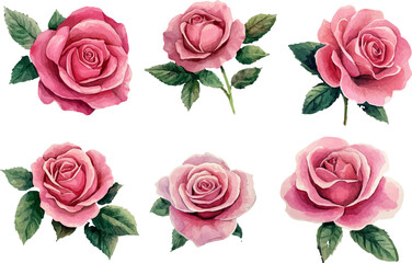 Naklejka premium set of roses isolated on white