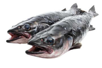 Freshly caught fish ready for preparation in a coastal kitchen during the morning hours