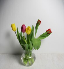 Dynamic five of Tulips in Glass Vase – Red, Purple, Yellow Petals with Soft Shadow Detail on white background
