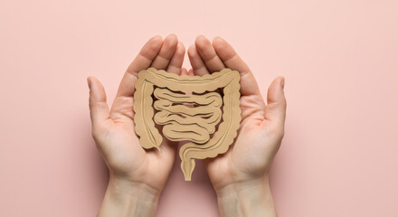 Two hands gently hold a simplistic paper representation of the human digestive system. 