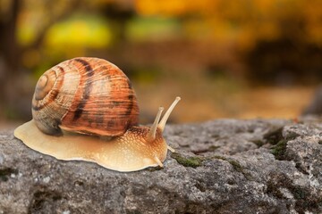 some snails on piece of wood nature background