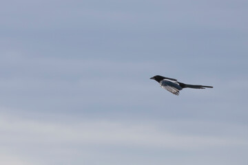 Magpie in flight