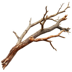 Fototapeta premium dead tree isolated on white