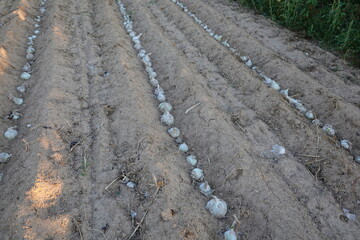 Farmer planting calçot onions in furrows on fertile soil