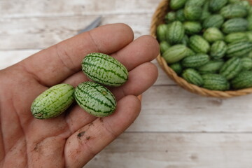 Farmer holding freshly picked cucamelons in hand