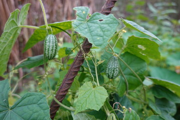 Melothria scabra, cucamelon growing on metal support: fresh and healthy