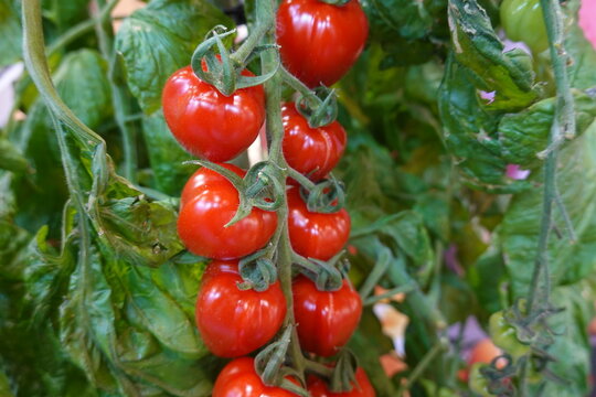 Ripe red cherry tomatoes growing on the vine - Powered by Adobe
