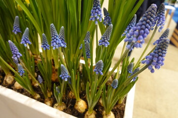 Grape hyacinths growing in white flowerpot