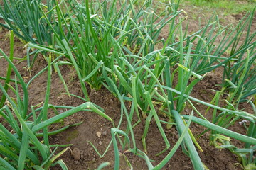 Calçot catalan green onion growing in vegetable garden