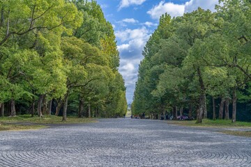 青空バックに見るプラタナス並木と石畳の遊歩道のコラボ情景